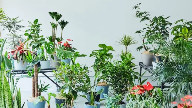 株式会社Domuzの営業インターン神奈川県